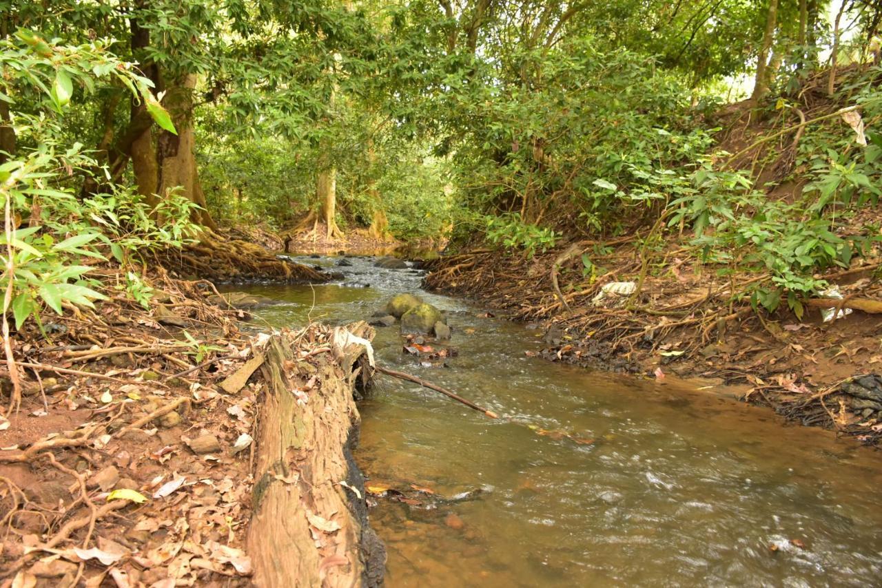 Jungle View River Camping Udawalawe Exteriér fotografie